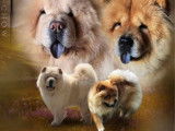 2 chiots Chow Chow LOF à réserver