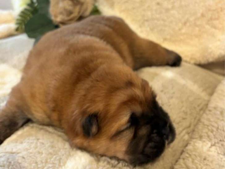 2 chiots Chow Chow LOF à réserver