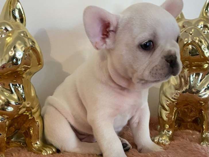 1 chiot Bouledogue Français mâle LOF à vendre, crème platine né en septembre 2025
