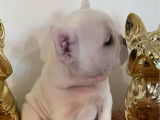 1 chiot Bouledogue Français mâle LOF à vendre, crème platine né en septembre 2025