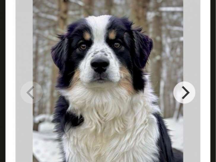 Saillie disponible pour 1 chien Berger Américain Miniature LOF