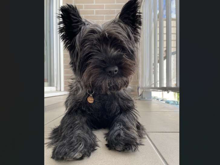 Urgent, Cairn Terrier mâle à donner