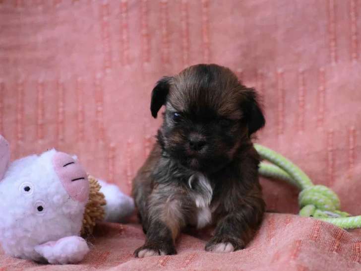 Chiots Lhassa Apso disponibles à la réservation (LOF)