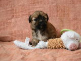 Chiots Lhassa Apso disponibles à la réservation (LOF)