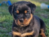 2 chiots mâles Rottweiler LOF à réserver