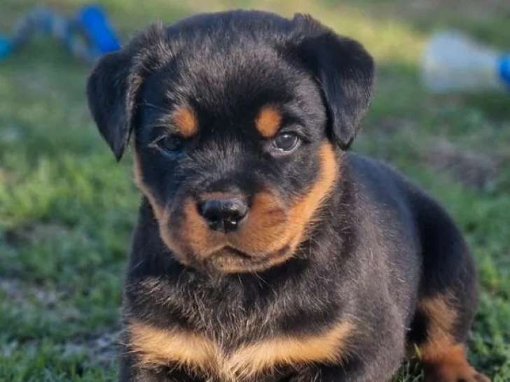 2 chiots mâles Rottweiler LOF à réserver