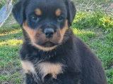 2 chiots mâles Rottweiler LOF à réserver