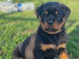 2 chiots mâles Rottweiler LOF à réserver