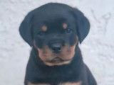 2 chiots mâles Rottweiler LOF à réserver