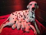 10 chiots Dalmatien disponibles à la vente (LOF)