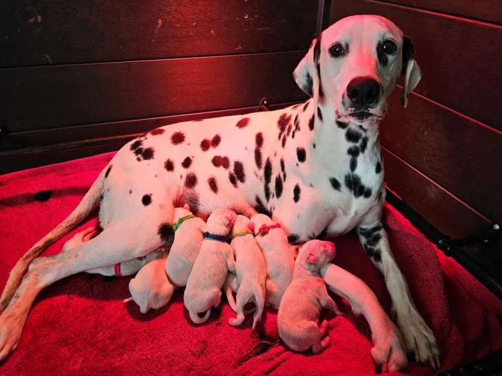 10 chiots Dalmatien disponibles à la vente (LOF)
