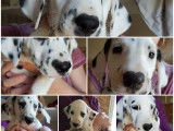 10 chiots Dalmatien disponibles à la vente (LOF)