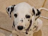 10 chiots Dalmatien disponibles à la vente (LOF)