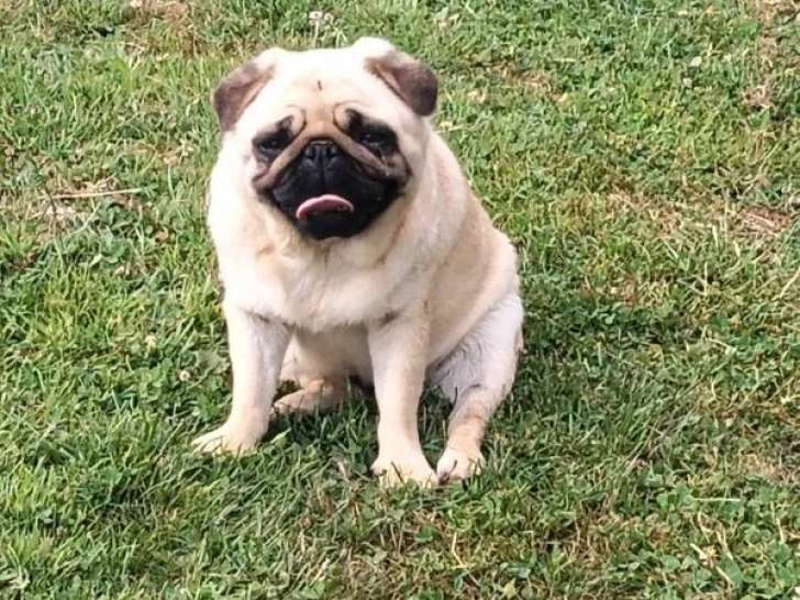 Chien adulte mâle Carlin LOF à vendre