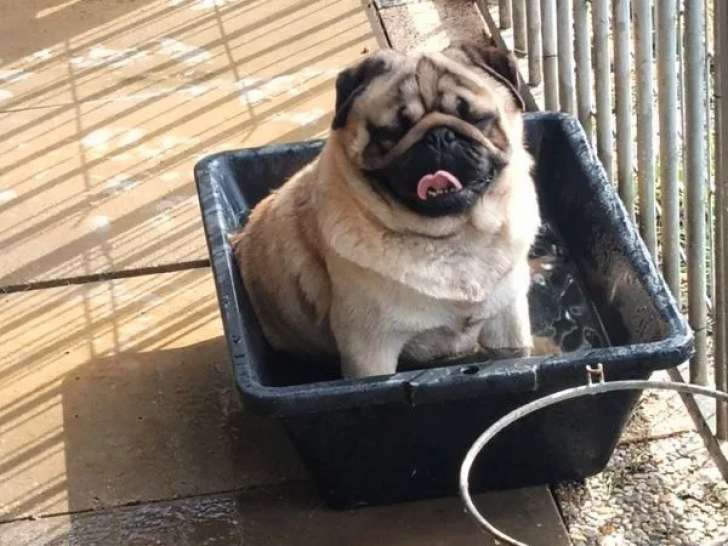 Chienne Carlin à réserver (LOF)