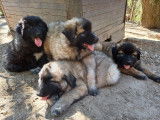 Chiots Montagne Portugais à vendre