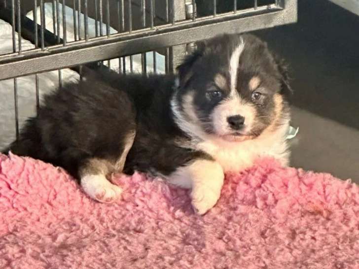 2 chiots femelles Berger Australien LOF à réserver