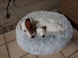 1 chiot femelle Jack Russell Terrier LOF à vendre