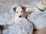 1 chiot femelle Jack Russell Terrier LOF à vendre