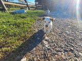 1 chiot femelle Jack Russell Terrier LOF à vendre