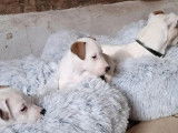 1 chiot femelle Jack Russell Terrier LOF à vendre