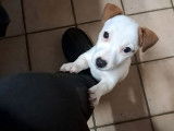 1 chiot femelle Jack Russell Terrier LOF à vendre
