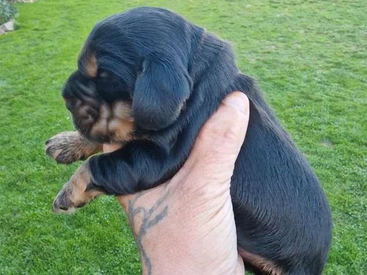2 chiots mâles Cocker Spaniel Anglais à réserver (LOF)
