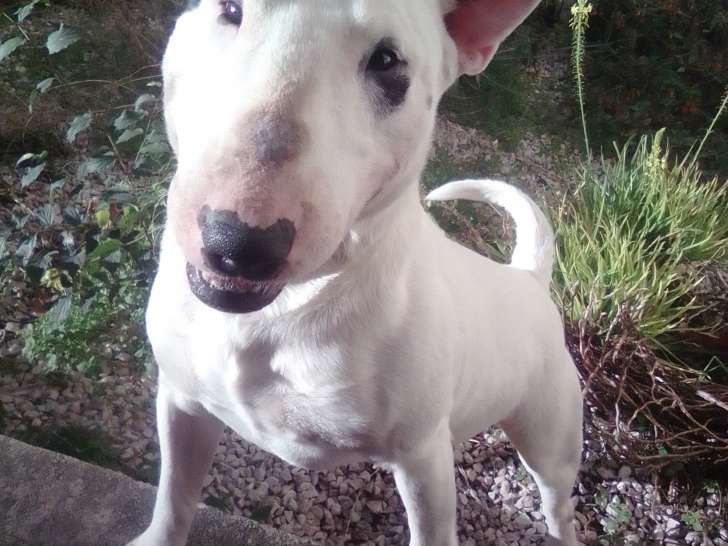 Mâle Bull Terrier Miniature LOF disponible pour saillie