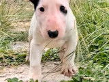 Mâle Bull Terrier Miniature LOF disponible pour saillie
