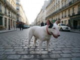 M&acirc;le Bull Terrier Miniature LOF disponible pour saillie