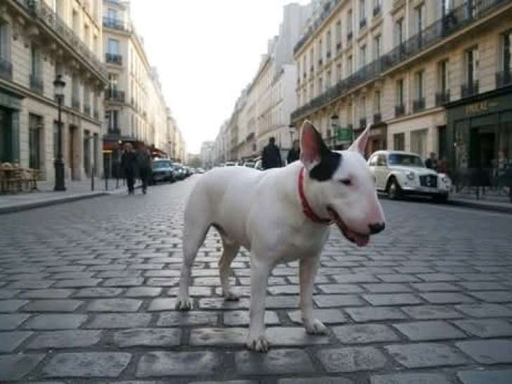 Mâle Bull Terrier Miniature LOF disponible pour saillie