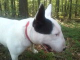 Mâle Bull Terrier Miniature LOF disponible pour saillie