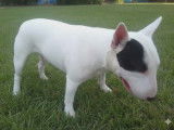 M&acirc;le Bull Terrier Miniature LOF disponible pour saillie