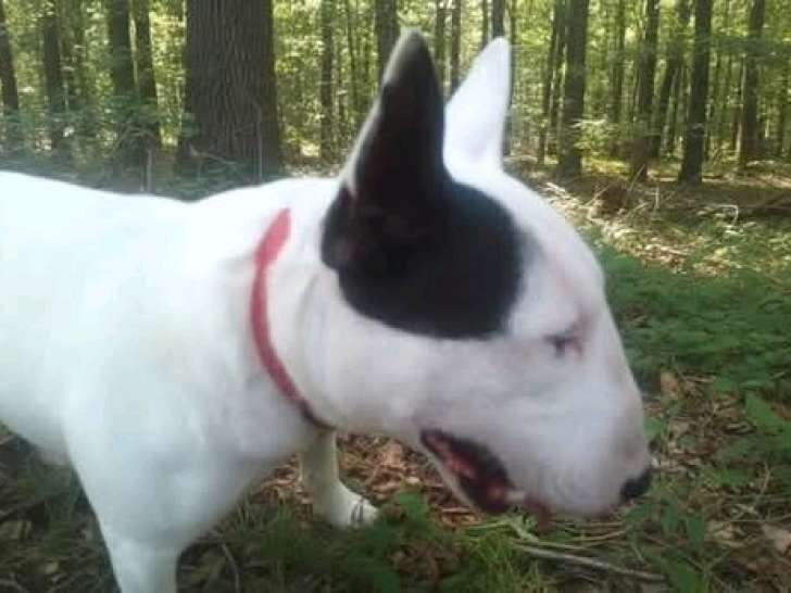 Mâle Bull Terrier Miniature LOF disponible pour saillie