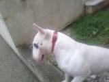 Mâle Bull Terrier Miniature LOF disponible pour saillie