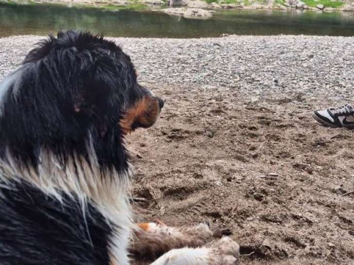 Chien mâle Berger Australien d’un an LOF à vendre