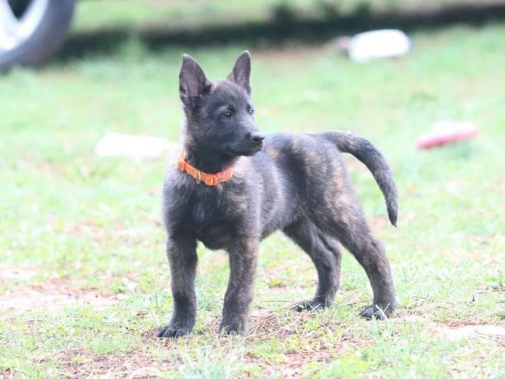 Des chiots Berger Hollandais LOF à vendre