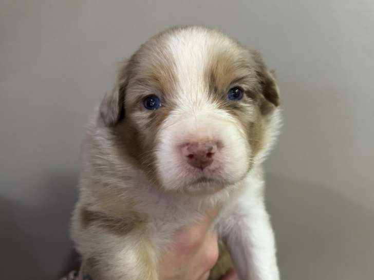 Chiots Berger Australien à réserver