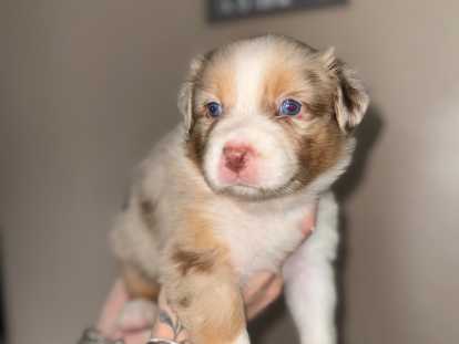 Chiots Berger Australien à réserver