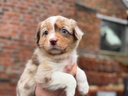 Chiots Berger Australien à réserver