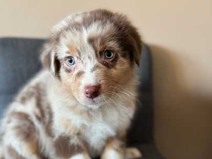 Chiots Berger Australien &agrave; r&eacute;server