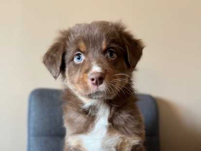 Chiots Berger Australien &agrave; r&eacute;server