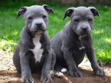 3 chiots Staffordshire Bull Terrier disponibles à l’achat (LOF)