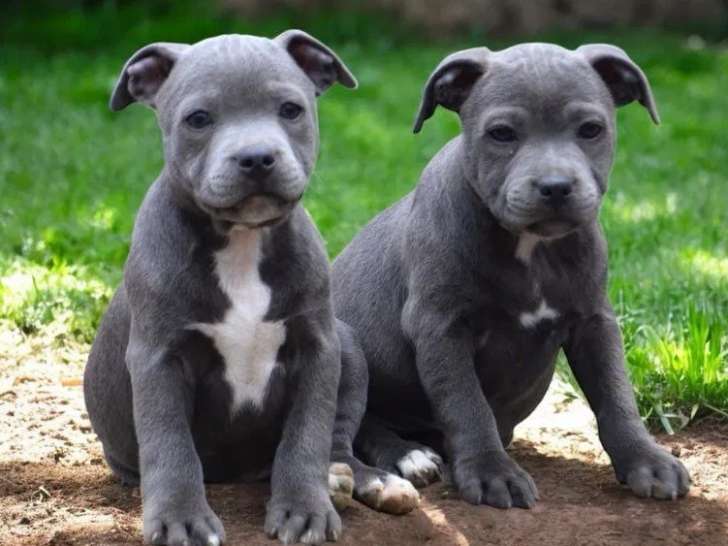 3 chiots Staffordshire Bull Terrier disponibles à l’achat (LOF)