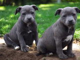 3 chiots Staffordshire Bull Terrier disponibles à l’achat (LOF)