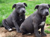 3 chiots Staffordshire Bull Terrier disponibles à l’achat (LOF)