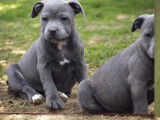 3 chiots Staffordshire Bull Terrier disponibles à l’achat (LOF)