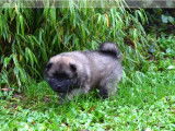 1 chiot mâle Eurasier LOF à réserver