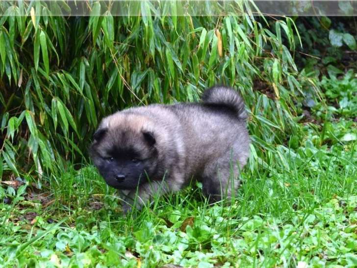 1 chiot mâle Eurasier LOF à réserver