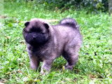 1 chiot mâle Eurasier LOF à réserver